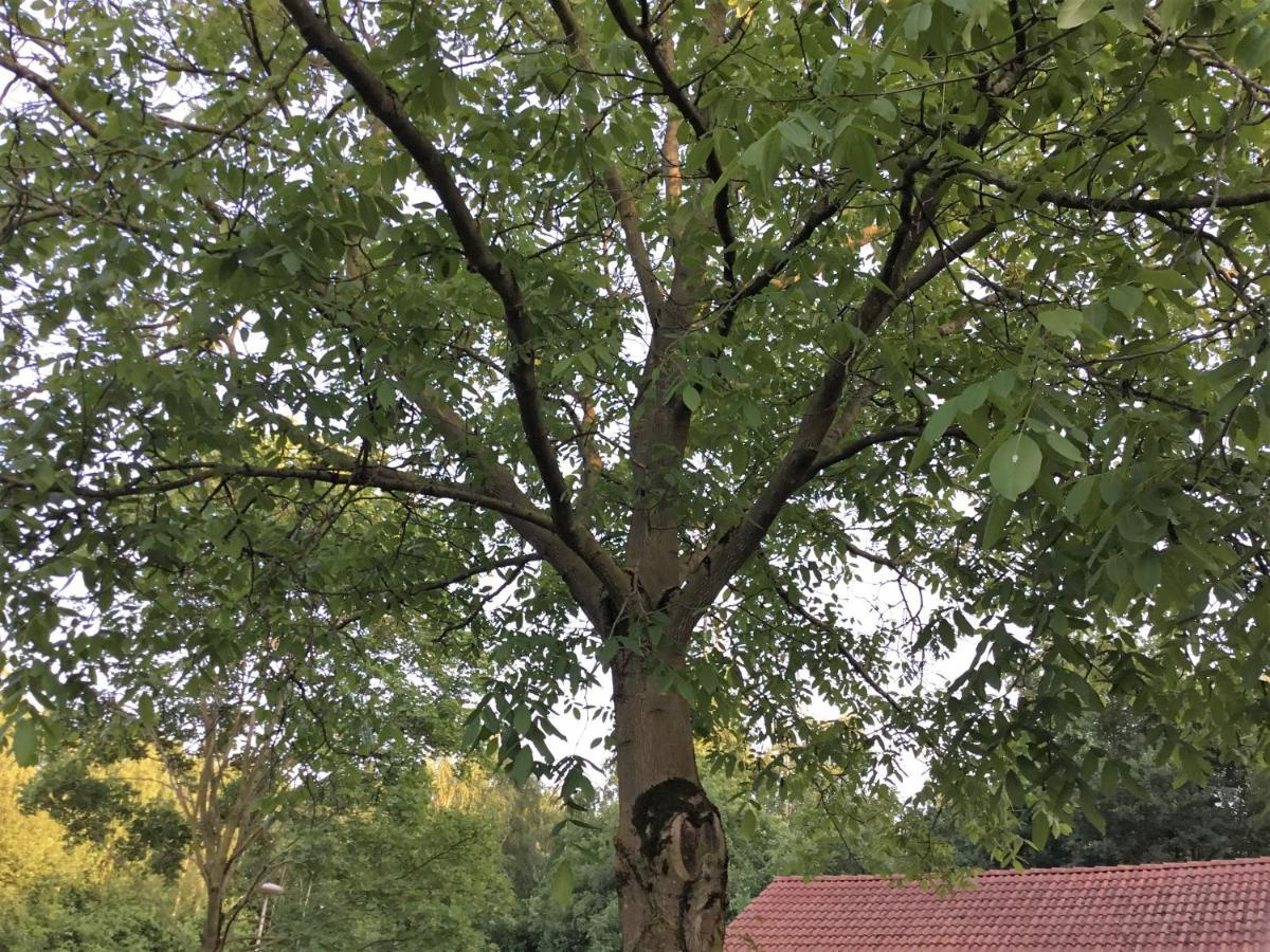 B&B Op 'T Eikenschoor Soerendonk Экстерьер фото